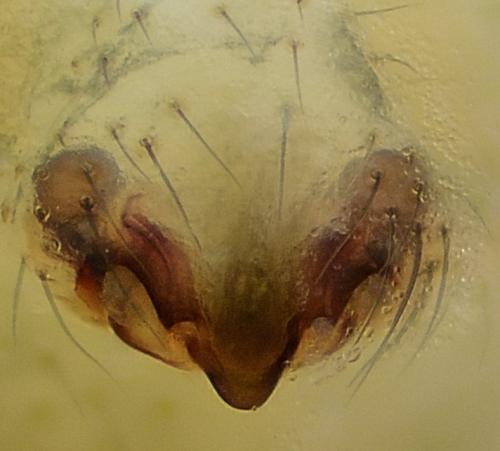 Gongylidiellum vivum